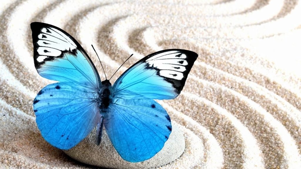 Blue Butterfly Meaning Images
