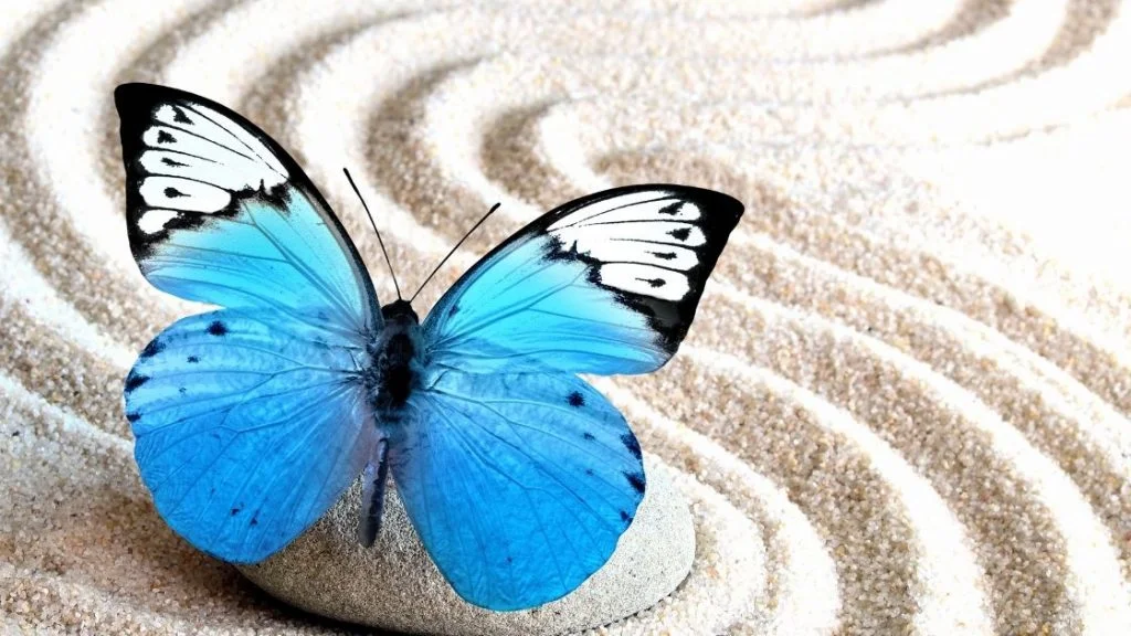 Blue Butterfly Meaning Images