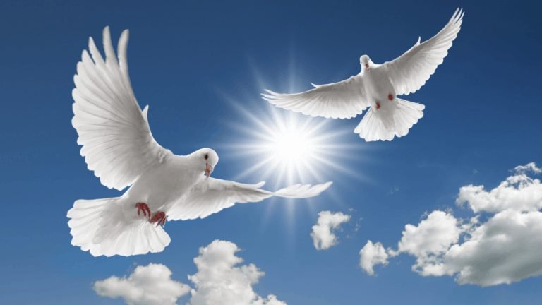 Characteristics of a Dove Images