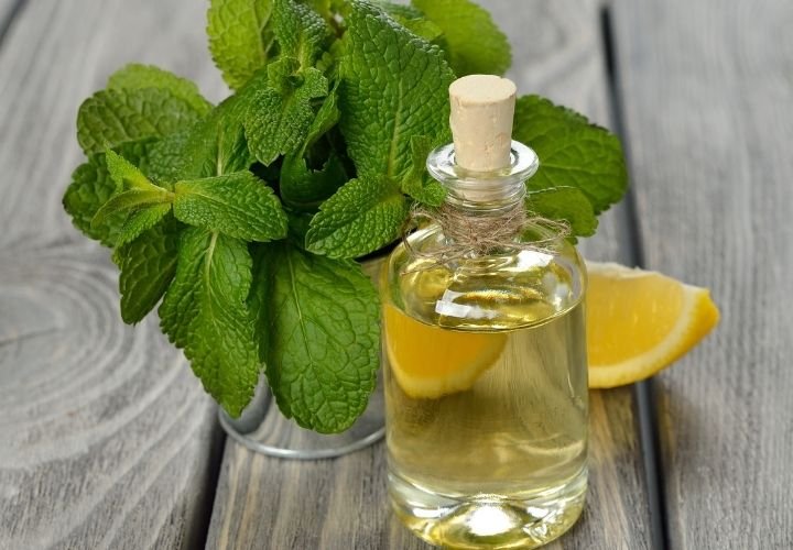 Peppermint Essential Oils for Canker Sores Images