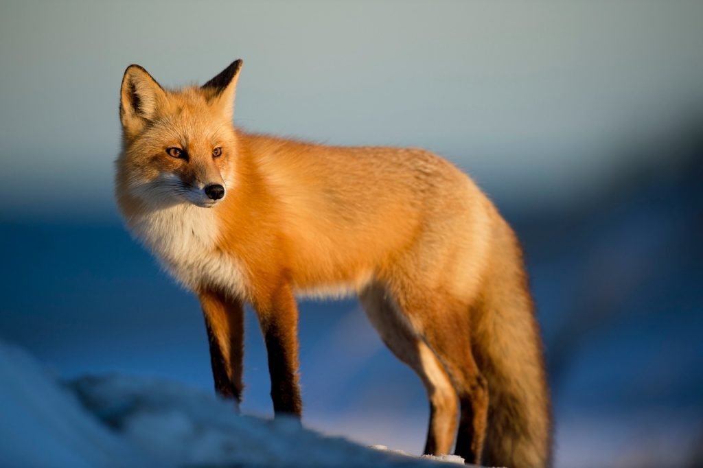 spiritual-meaning-of-a-fox-in-dream-fox-spirit-animal-meaning