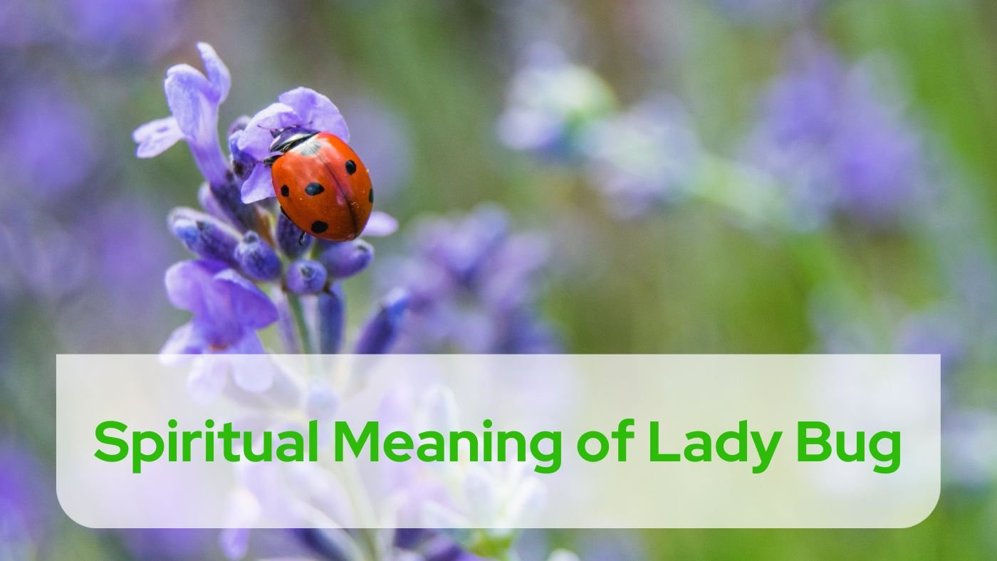 Spiritual Meaning of Lady Bug