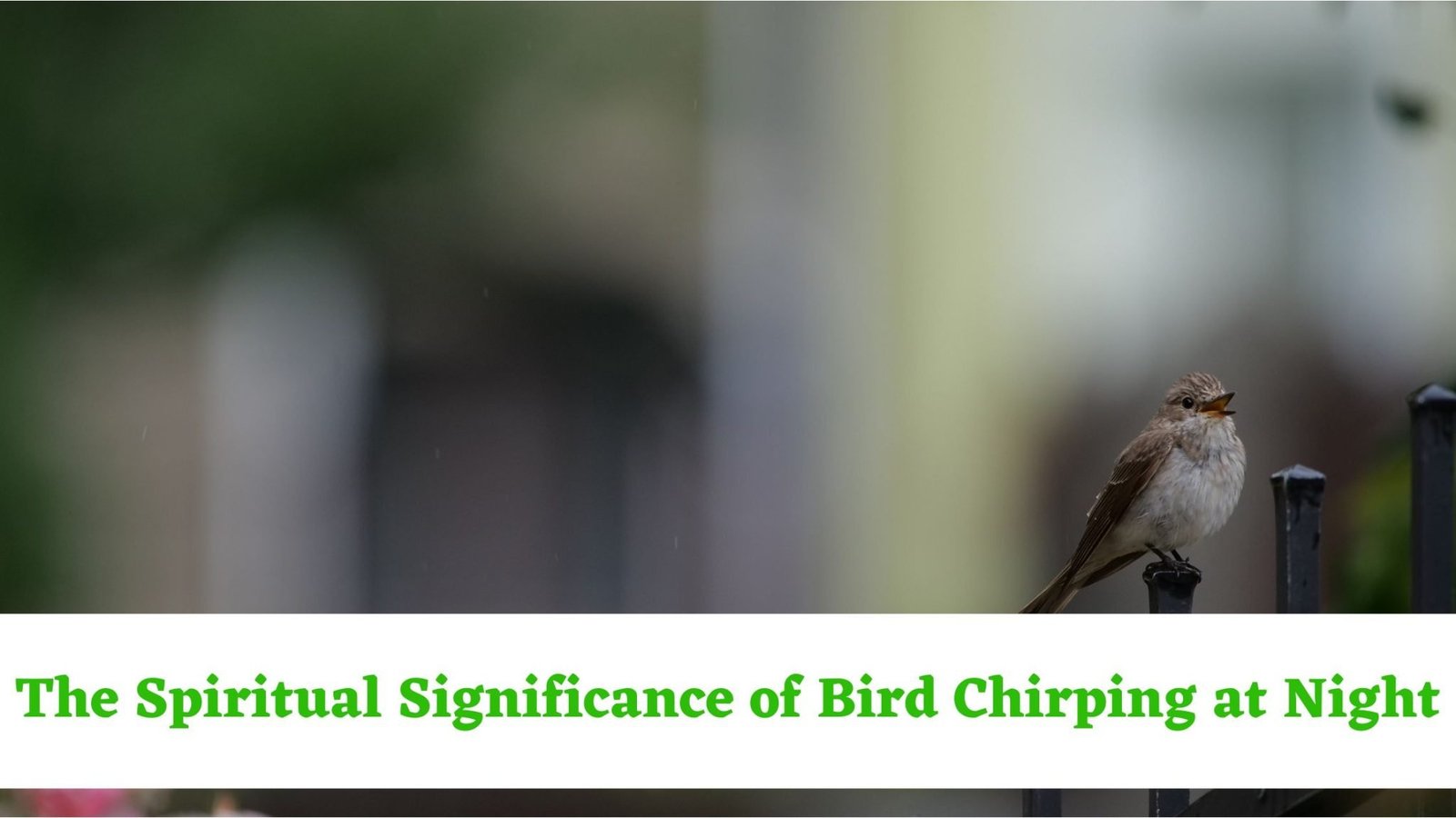 Bird Chirping at Night Spiritual Meaning The Spiritual Significance