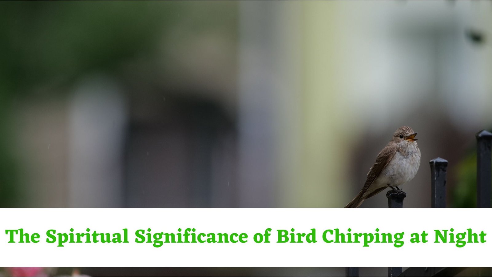 Bird Chirping at Night Spiritual Meaning