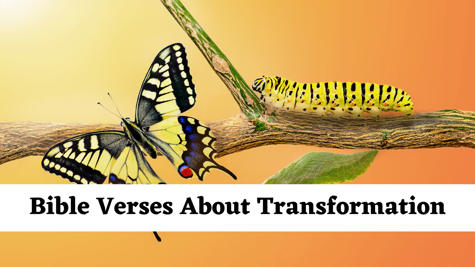Bible Verses About Transformation