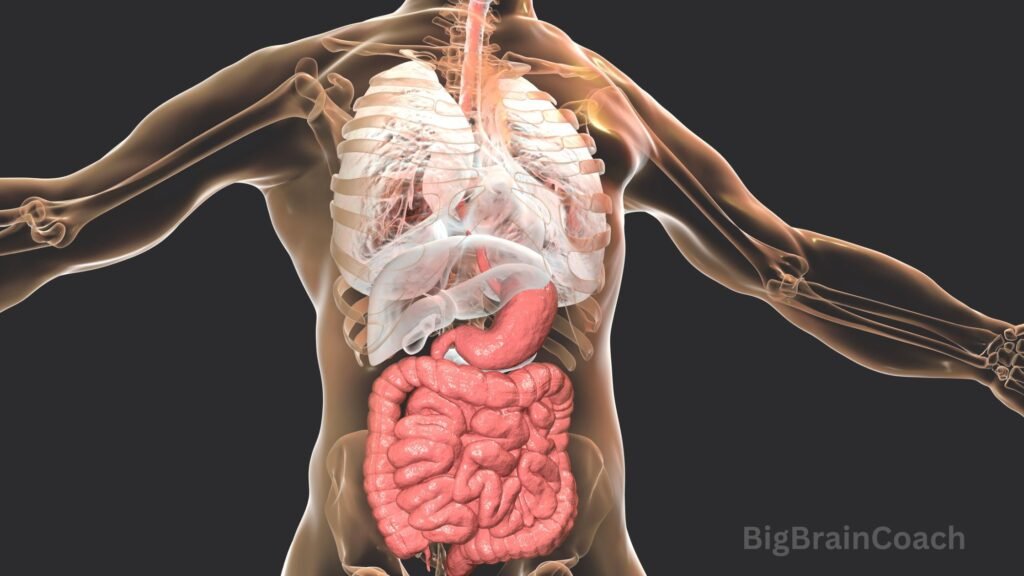 Health Benefits of Dark Chocolate - Healthy Gut